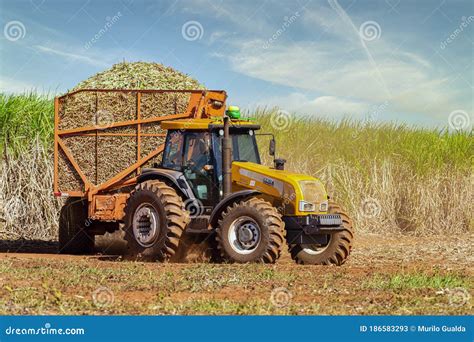 Machine Harvesting Sugar Cane Plantation Editorial Stock Photo - Image ...