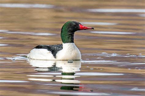 Common Merganser - Profile | Traits | Facts | Diet | Breeding - BirdBaron