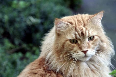 The Best Cat Food for Maine Coon Cats (Our Top 4 Choices) - Choosey Cats