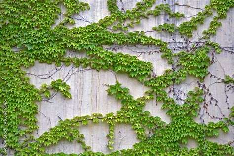 The green creeper plant on wall creates a soft focus background. Stock Photo | Adobe Stock