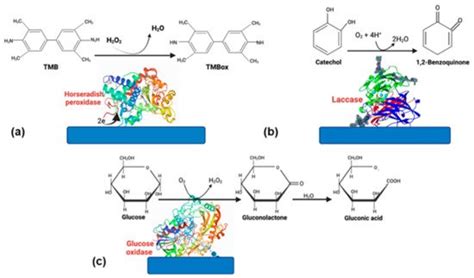 Enzyme Based Biosensors | Encyclopedia