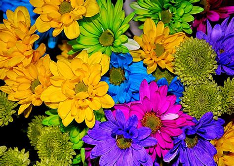 Free Coloring Pictures: Colored Pictures Of Flowers