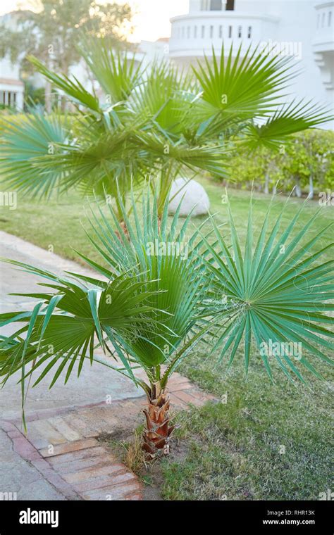 Washingtonia filifera palm tree growing outdoors Stock Photo - Alamy