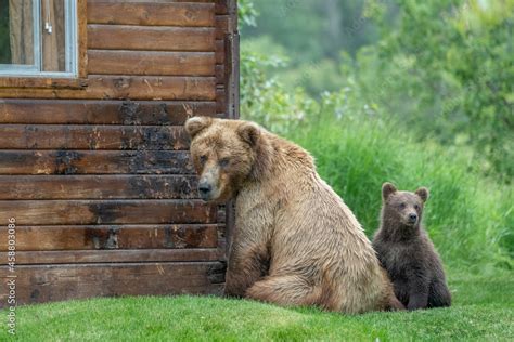 Brown (Grizzly) Bear mother with cub marking cabin Stock Photo | Adobe ...