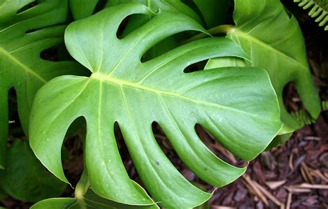 Plant Spotlight: Monstera deliciosa | The BLOG at Terrain