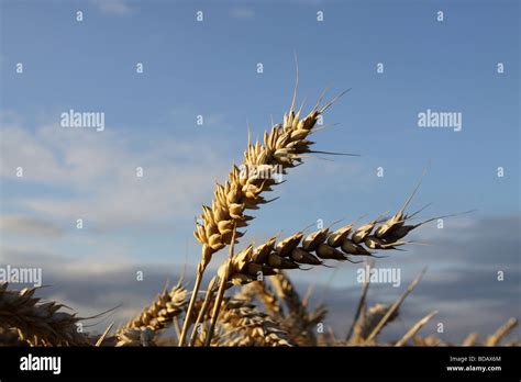 Wheat Husk Stock Photos & Wheat Husk Stock Images - Alamy