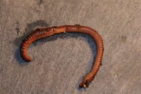 Earthworms