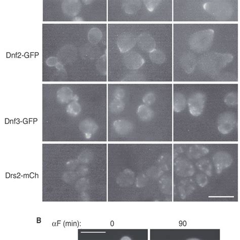 Flippase and flippase kinase localization in pheromone-treated cells.... | Download Scientific ...