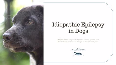 Idiopathic Epilepsy in Dogs — River Landings Animal Clinic in Bradenton, Florida