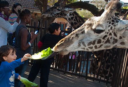 Zoos That Say, “Please Feed the Animals!” - Laura Sutherland