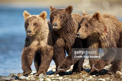 14,753 The Three Bears Stock Photos, High-Res Pictures, and Images ...