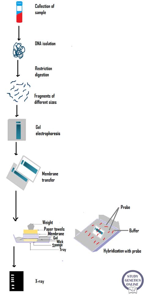 Study Genetics Online: Southern blotting technique