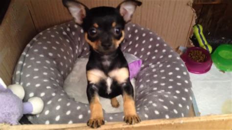 CUTE BLACK AND TAN CHIHUAHUA PUPPY 7 WEEKS - YouTube