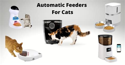 5 Best Automatic Feeders For Cats in 2024 | TechnoMEOW