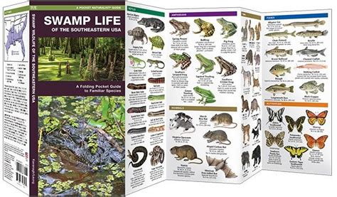 Swamp Life of the Southeastern USA (Pocket Naturalist® Guide)