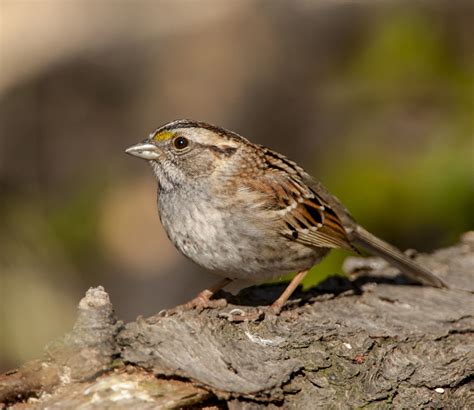 White-throated Sparrow - Owen Deutsch Photography