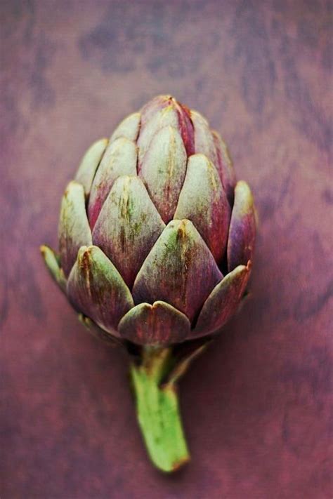 15 Types of Artichokes | Best Artichoke Plant Varieties