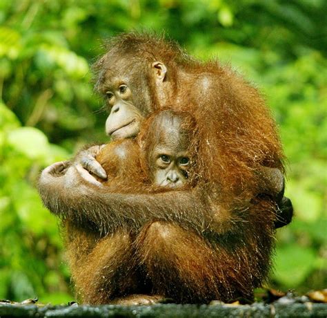 Hunting, loss of habitat halves orangutan population in Borneo | Interaksyon