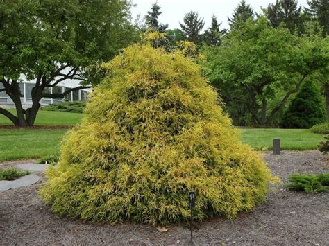 Gold Mop Cypress Pruning / gold mop cypress | Gold mop cypress, Leyland cypress, Cool plants ...