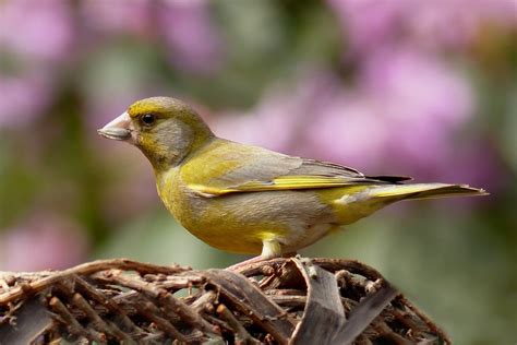 Los beneficios de observar aves