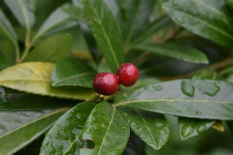 Premium Photo | Closeup of cherry laurel berries ripening on the tree