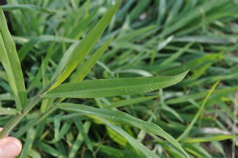 What is the Deal with Crabgrass? - Freedom Services