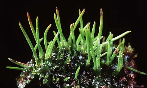 Introduction to the Anthocerotophyta | Biology plants, Plants, Lichen moss