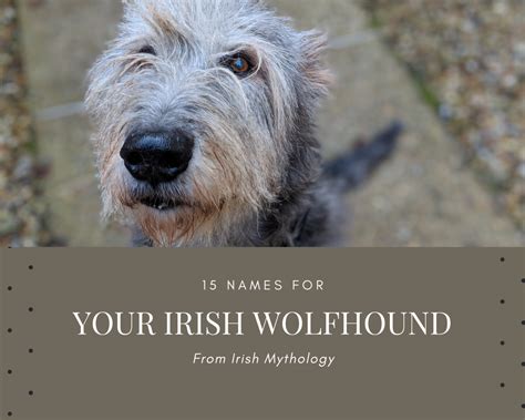 15 Names for Your Irish Wolfhound From Irish Mythology - PetHelpful