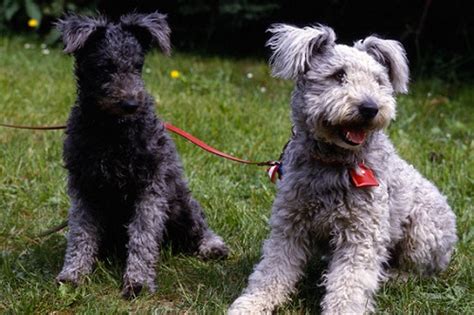 Pumi Dog Info, History, Temperament, Training, Puppies, Pictures