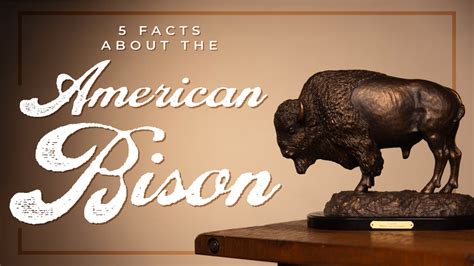 5 Fun Facts about the American Bison! – Montana Gift Corral