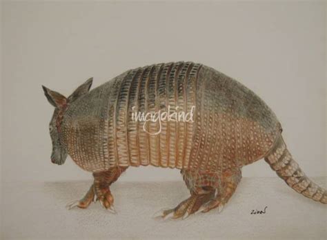 Stunning "Armadillo" Artwork For Sale on Fine Art Prints