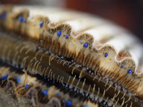 What Scallops' Many Eyes Can Teach Us About the Evolution of Vision | Smithsonian