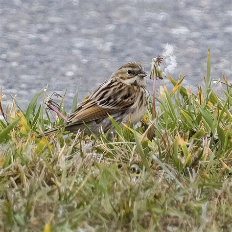 Rare Bird Alert: October 6, 2023 - American Birding Association