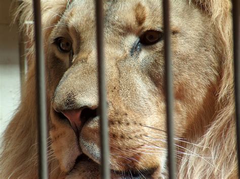 Free fotobanka : zvěř a rostlinstvo, zoologická zahrada, savec, hříva ...