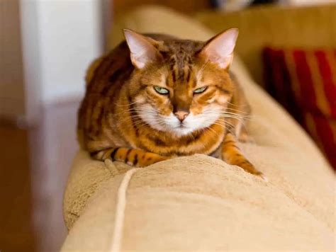 10 Meanest Cat Breed You Should Know : [ Beware Of These Angry Cats ]