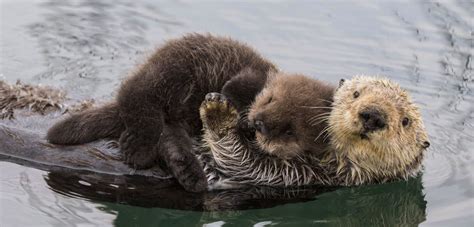 Cuddle Party! One Grad Student’s Reflection on Her Love for Sea Otters