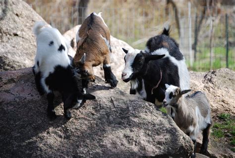 About Fainting Goats - Furry Tail Farm-Registered MSFGA Mini Silky Fainting Goats & MGR Fainting ...