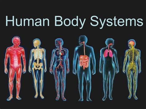 Human body systems