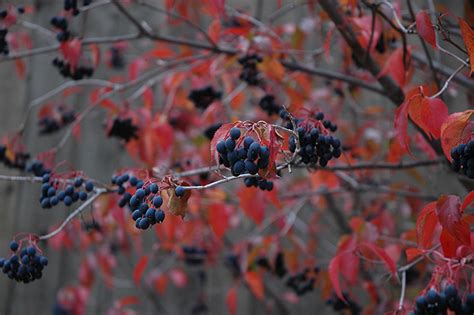 Nannyberry (Viburnum lentago) in Edmonton St Albert Sherwood Park Stony ...