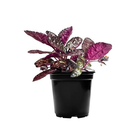 Shop Purple Waffle Plant | Beautiful Indoor Plants Online | Planterina