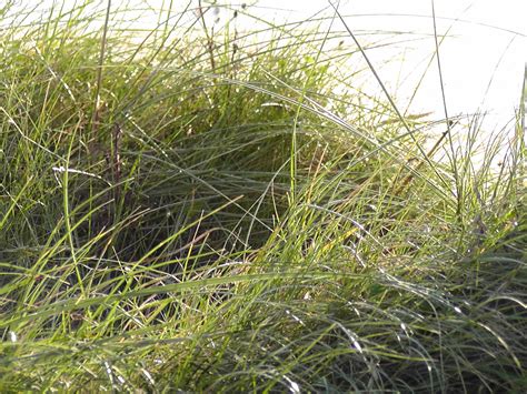 Marram grass - home to many insects. Look carefully for the tracks in ...