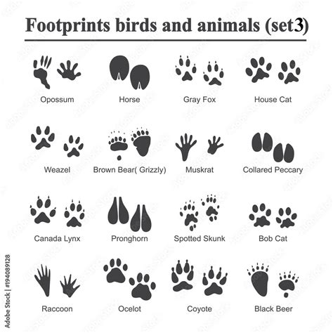 Wildlife animals and birds footprint, animal paw prints vector set. Footprints of variety of ...