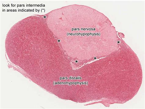 Anterior Pituitary Histology