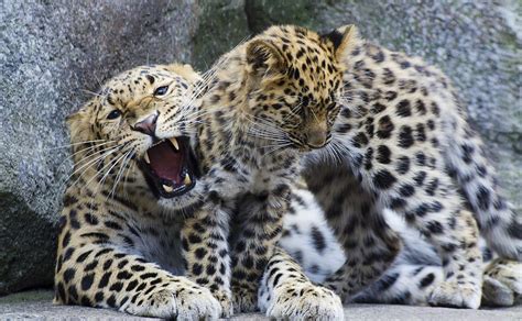 Two Incredibly Cute Leopard Cubs Were Just Born In England - Goodnet