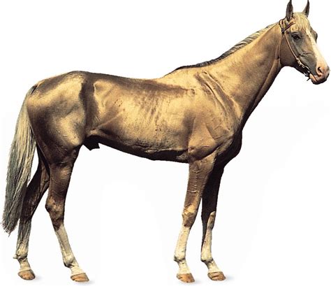 Akhal-Teke | breed of horse | Britannica