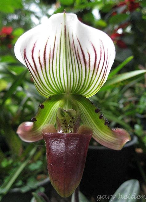 Rare Beautiful Wild Jungle Orchid Photograph by Gary Heiden