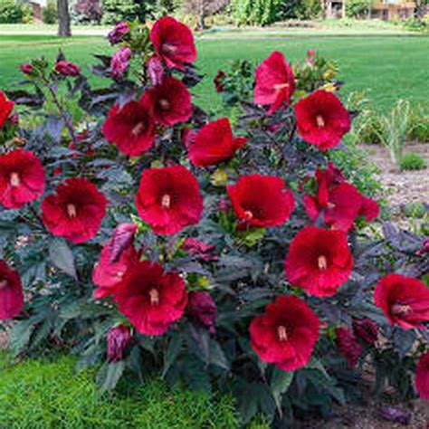 Red Rose Mallow For Sale : Buy 1 Get 1 Free | Hibiscus plant, Hardy ...