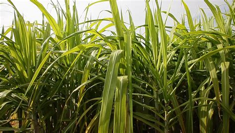 purple sugar cane plant field Stock Footage Video (100% Royalty-free) 5054828 | Shutterstock