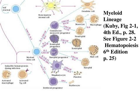 PPT - Cellular Components of the Immune Response: Stem Cells and Stem ...