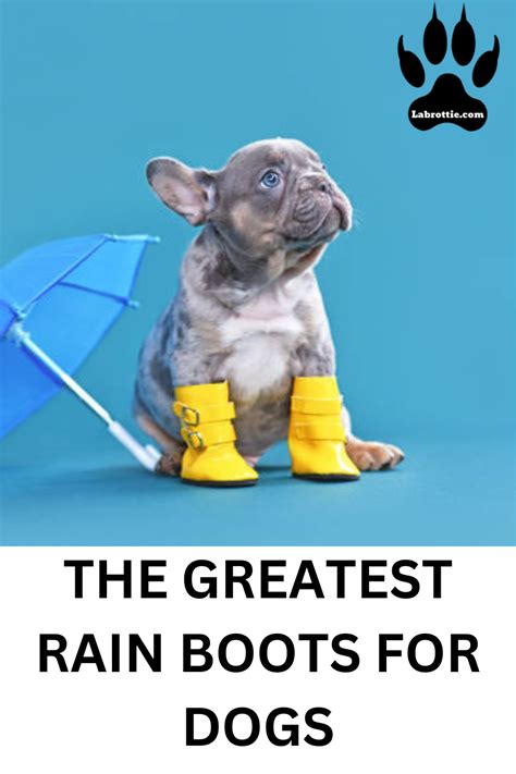 Rain Boots for Dogs: The Ultimate Rainy Day Accessory | Labrottie